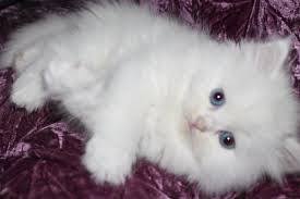 Help my little cat